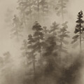 Mountain Fog - Kaii Higashiyama